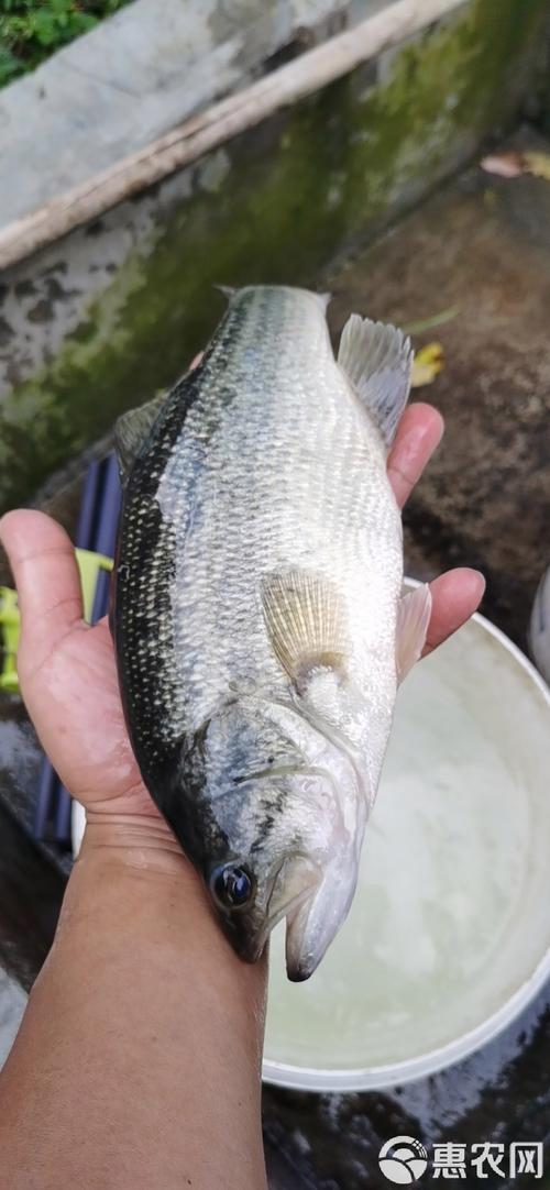 加州鲈鱼人工繁殖技术关键点在哪?-图3 加州鲈鱼人工繁殖技术关键点在哪?-图3