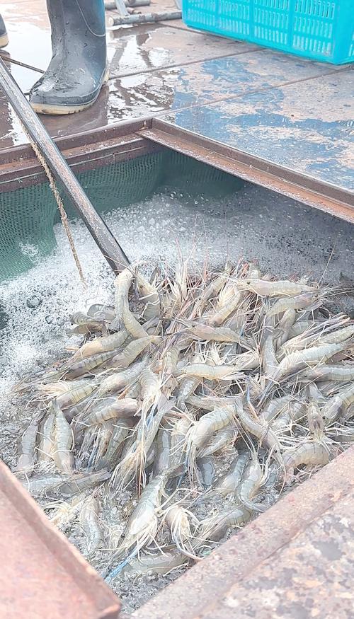 淡水虾视频养殖技术如何高效掌握?-图1 淡水虾视频养殖技术如何高效掌握?-图1