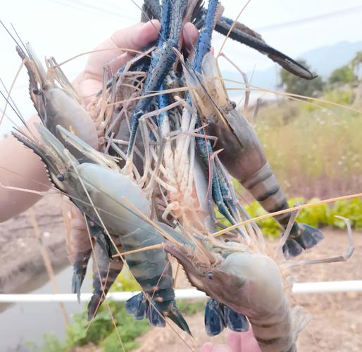 淡水虾视频养殖技术如何高效掌握？-图2