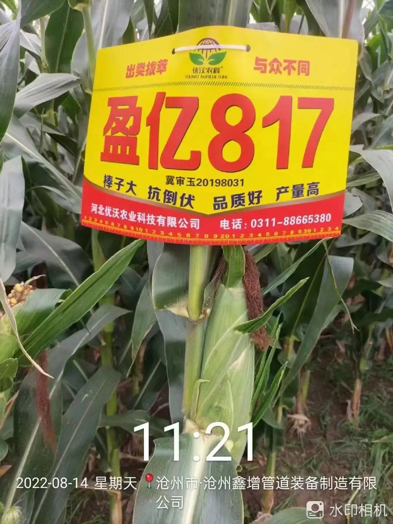 河南817今日价格多少?-图1 河南817今日价格多少?-图1