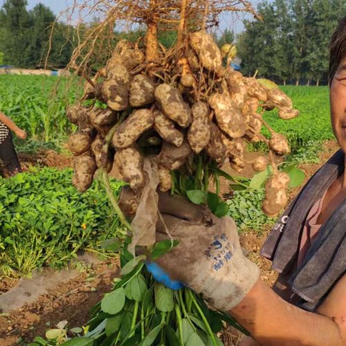 2025年山东花生价格会涨还是跌?-图1 2025年山东花生价格会涨还是跌?-图1