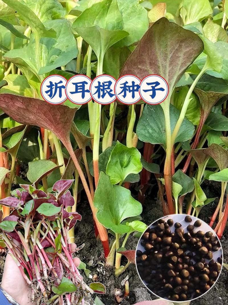 折耳根种植技术要点有哪些?-图1 折耳根种植技术要点有哪些?-图1