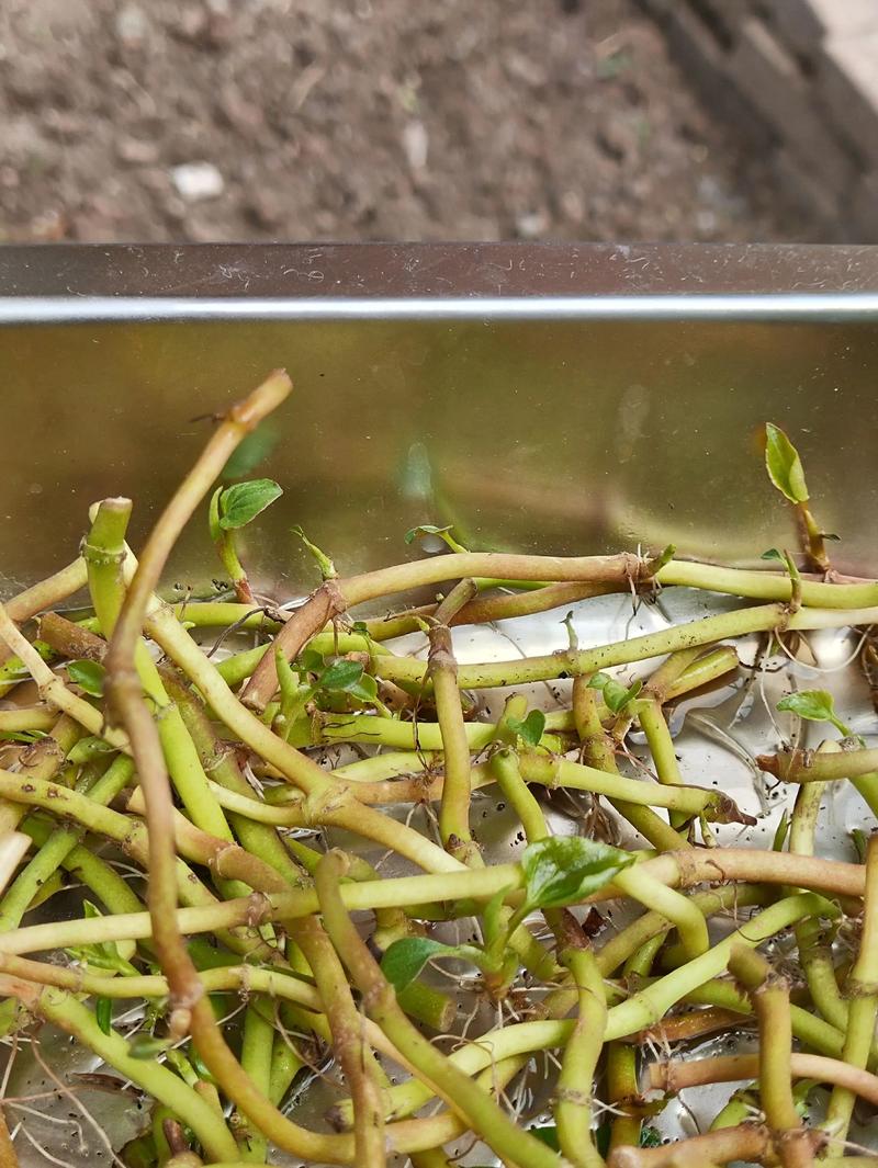 折耳根种植技术要点有哪些?-图3 折耳根种植技术要点有哪些?-图3