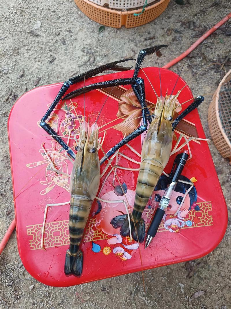 哪里能买到优良品种的罗氏虾?-图1 哪里能买到优良品种的罗氏虾?-图1