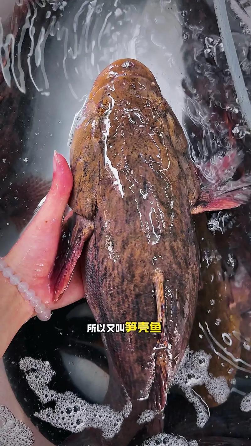 泰国笋壳鱼养殖新技术有何突破？-图2