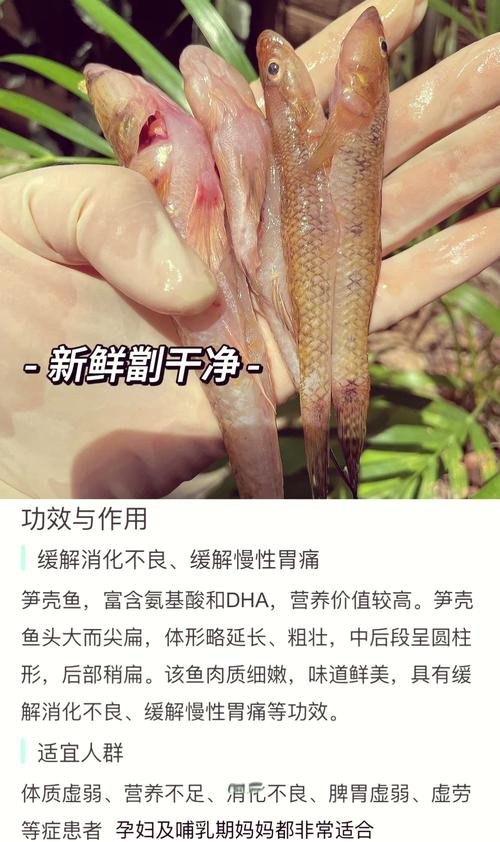 泰国笋壳鱼养殖新技术有何突破?-图1 泰国笋壳鱼养殖新技术有何突破?-图1