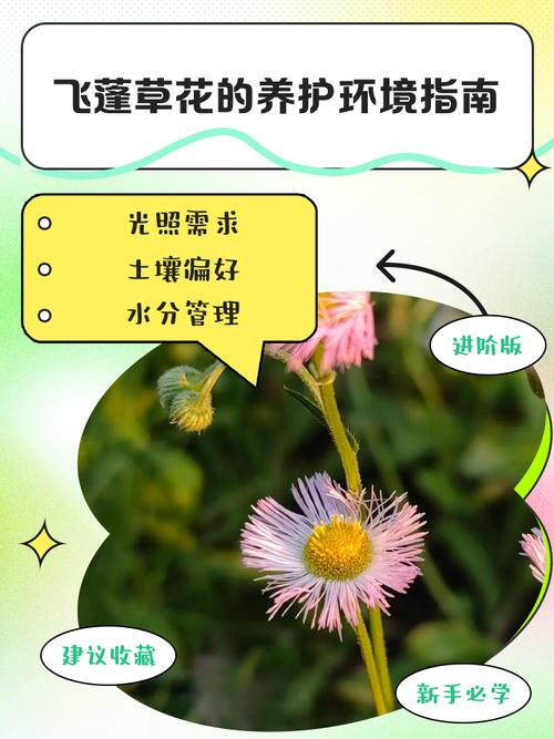 草花养护技术有哪些关键要点?-图1 草花养护技术有哪些关键要点?-图1