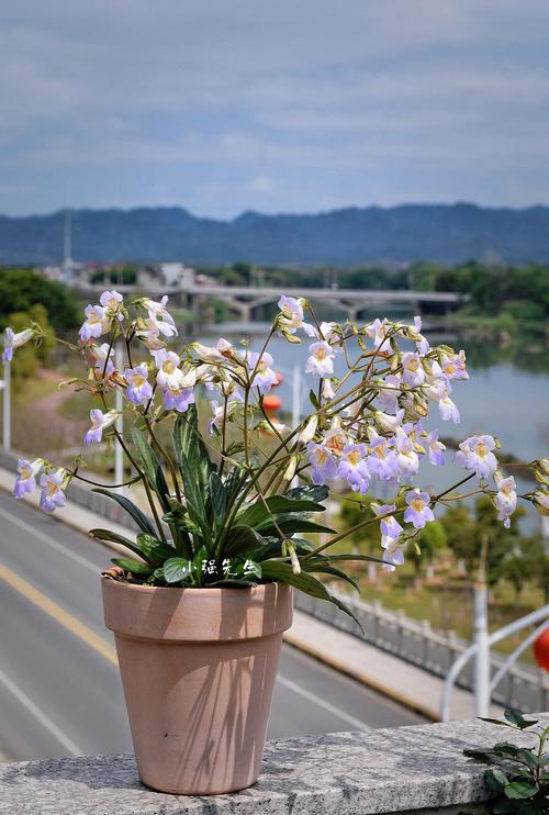 草花养护技术有哪些关键要点?-图2 草花养护技术有哪些关键要点?-图2