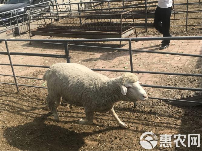 夏洛来羊品种特点与价格多少?-图1 夏洛来羊品种特点与价格多少?-图1