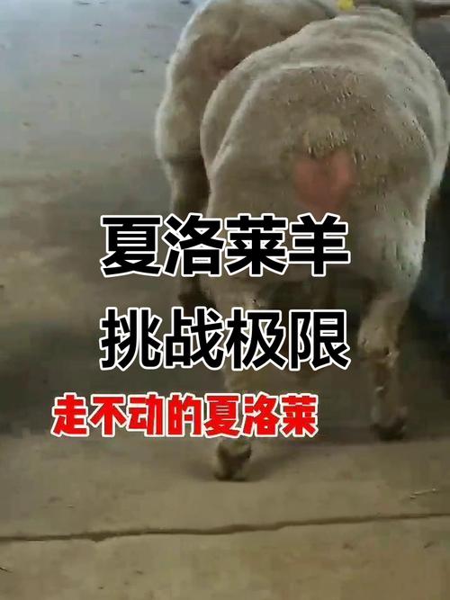 夏洛来羊品种特点与价格多少？-图3