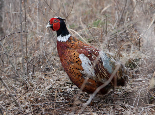 2025河南野鸡价格多少钱一斤?-图3 2025河南野鸡价格多少钱一斤?-图3