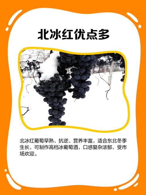 北冰红葡萄品种究竟好不好?-图1 北冰红葡萄品种究竟好不好?-图1