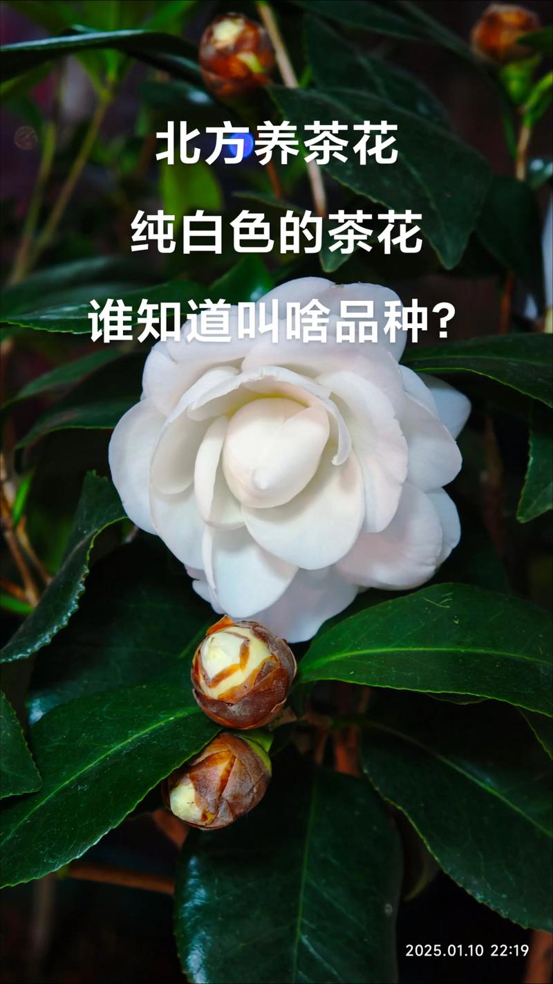 北方山茶花有哪些耐寒养殖品种?-图1 北方山茶花有哪些耐寒养殖品种?-图1