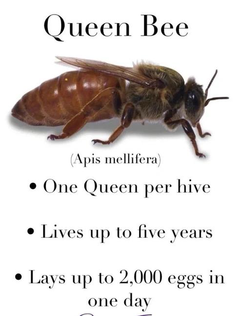 春季一脾繁殖,如何快速扩群?-图2 春季一脾繁殖,如何快速扩群?-图2