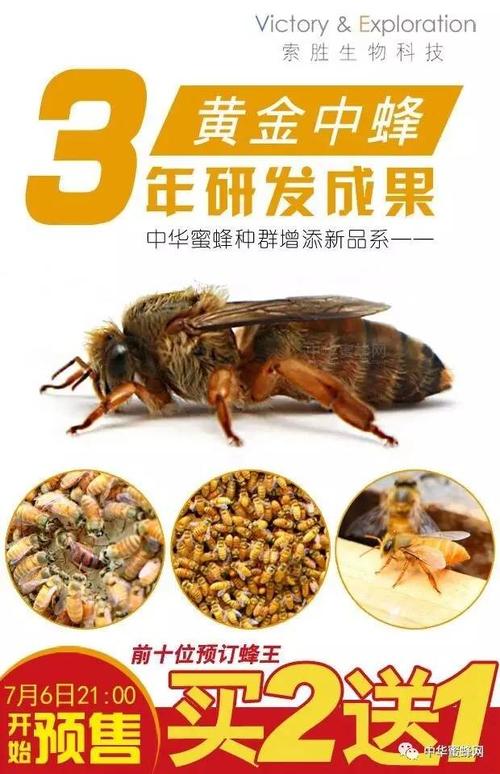 中蜂很黄是什么品种?-图1 中蜂很黄是什么品种?-图1