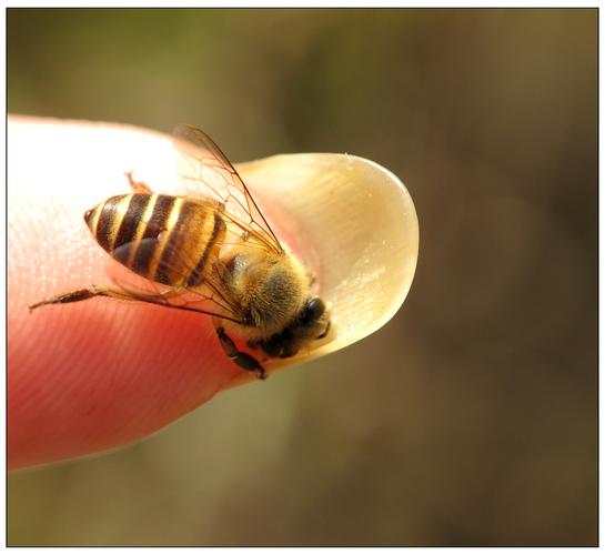 中蜂很黄是什么品种?-图3 中蜂很黄是什么品种?-图3