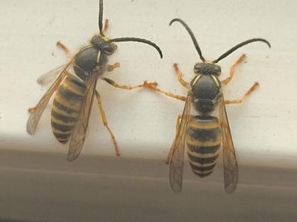 中蜂很黄是什么品种?-图2 中蜂很黄是什么品种?-图2