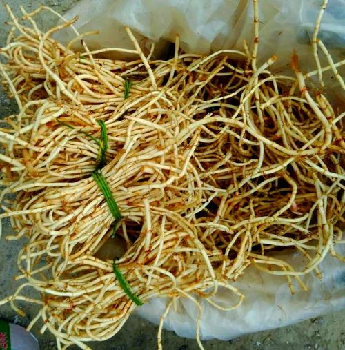 冬天种折耳根,技术要点有哪些?-图2 冬天种折耳根,技术要点有哪些?-图2