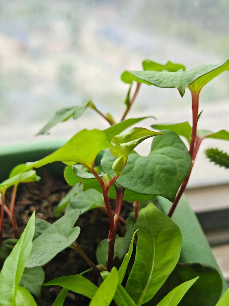 冬天种折耳根,技术要点有哪些?-图1 冬天种折耳根,技术要点有哪些?-图1