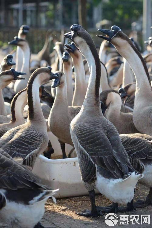 黑龙江养鹅啥品种效益高？-图2