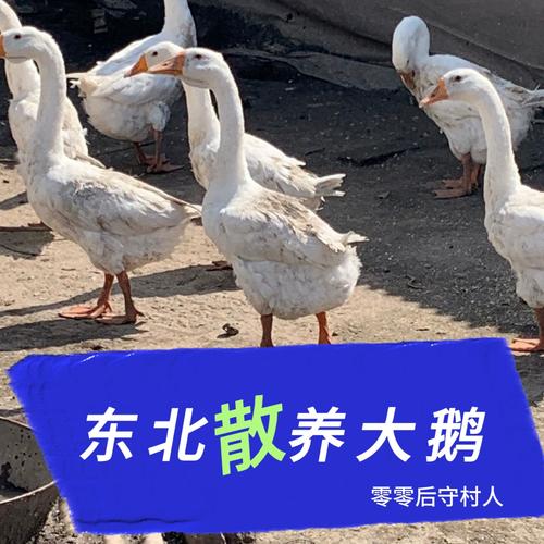 黑龙江养鹅啥品种效益高?-图3 黑龙江养鹅啥品种效益高?-图3