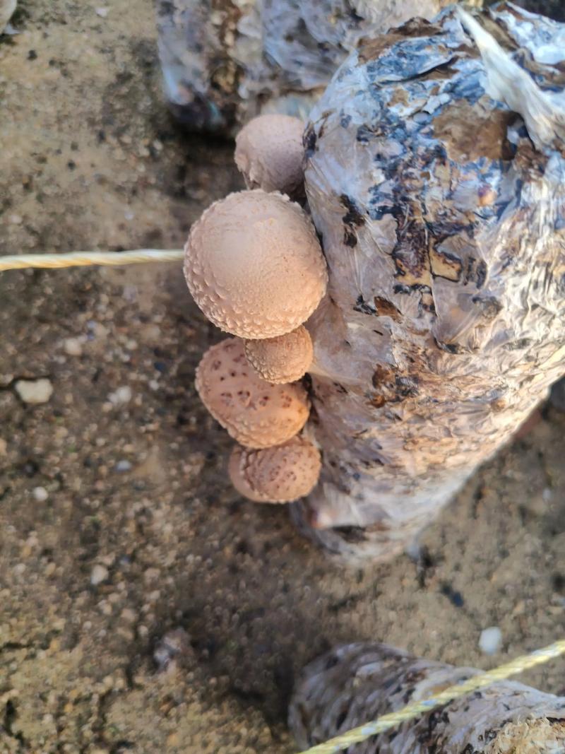 香菇菌棒如何定向出菇?-图1 香菇菌棒如何定向出菇?-图1