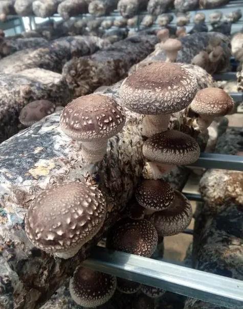 香菇菌棒如何定向出菇？-图3