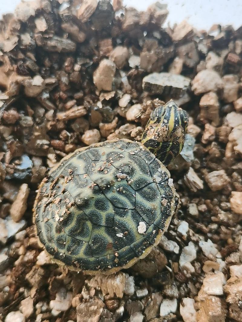 2025火焰龟苗价格会涨还是跌?-图1 2025火焰龟苗价格会涨还是跌?-图1