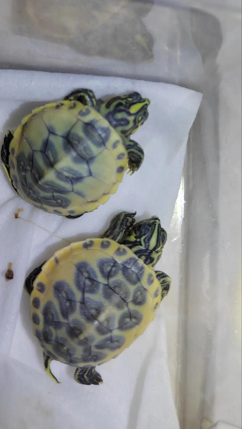 2025火焰龟苗价格会涨还是跌?-图3 2025火焰龟苗价格会涨还是跌?-图3