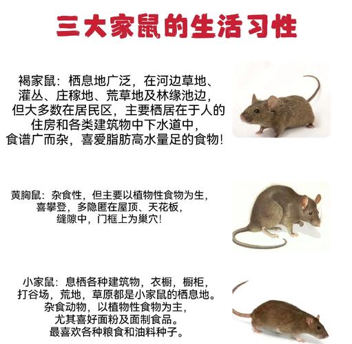 老鼠养殖技术方法有哪些关键要点?-图3 老鼠养殖技术方法有哪些关键要点?-图3