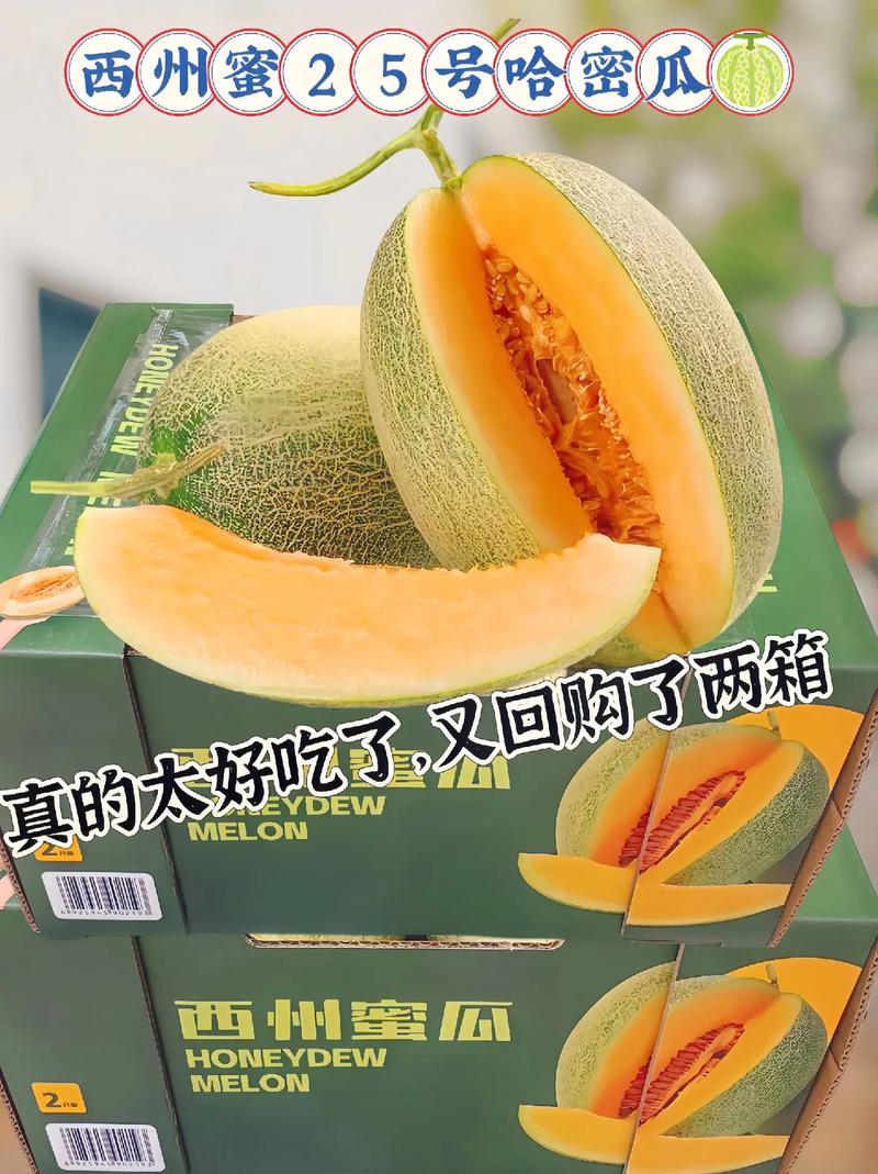 西州蜜哈密瓜有何独特品种特性?-图2 西州蜜哈密瓜有何独特品种特性?-图2