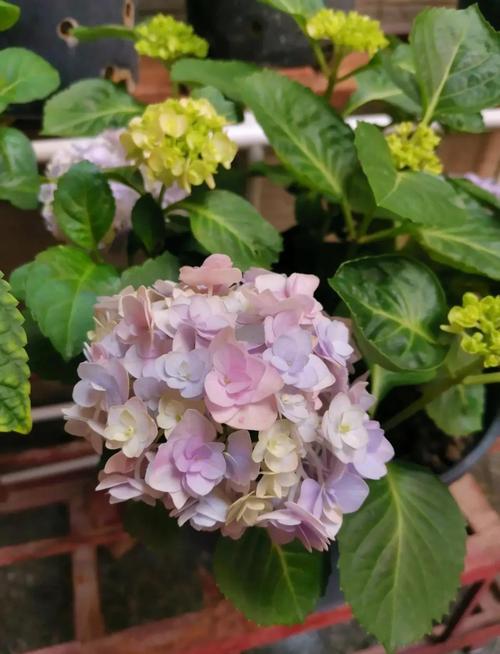 绣球花小品种有哪些？-图1