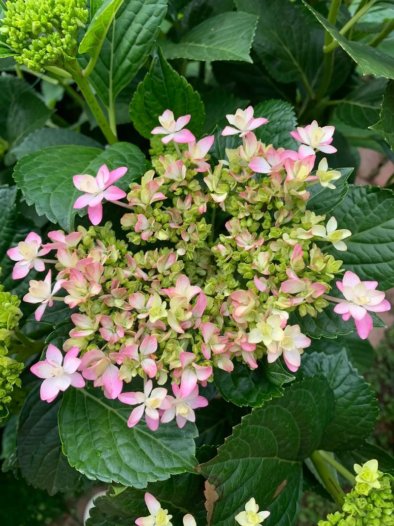 绣球花小品种有哪些？-图2