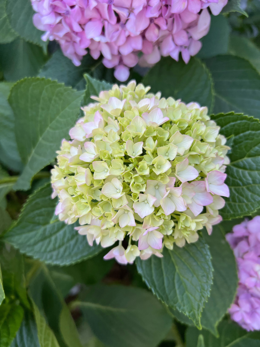 绣球花小品种有哪些？-图3