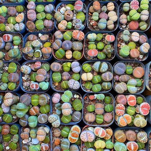 哪些生石花品种值得入手？-图2