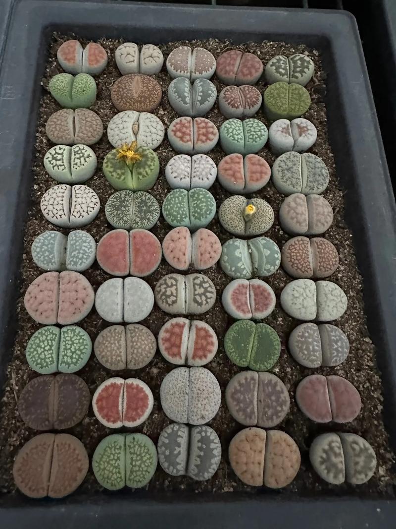 哪些生石花品种值得入手？-图3