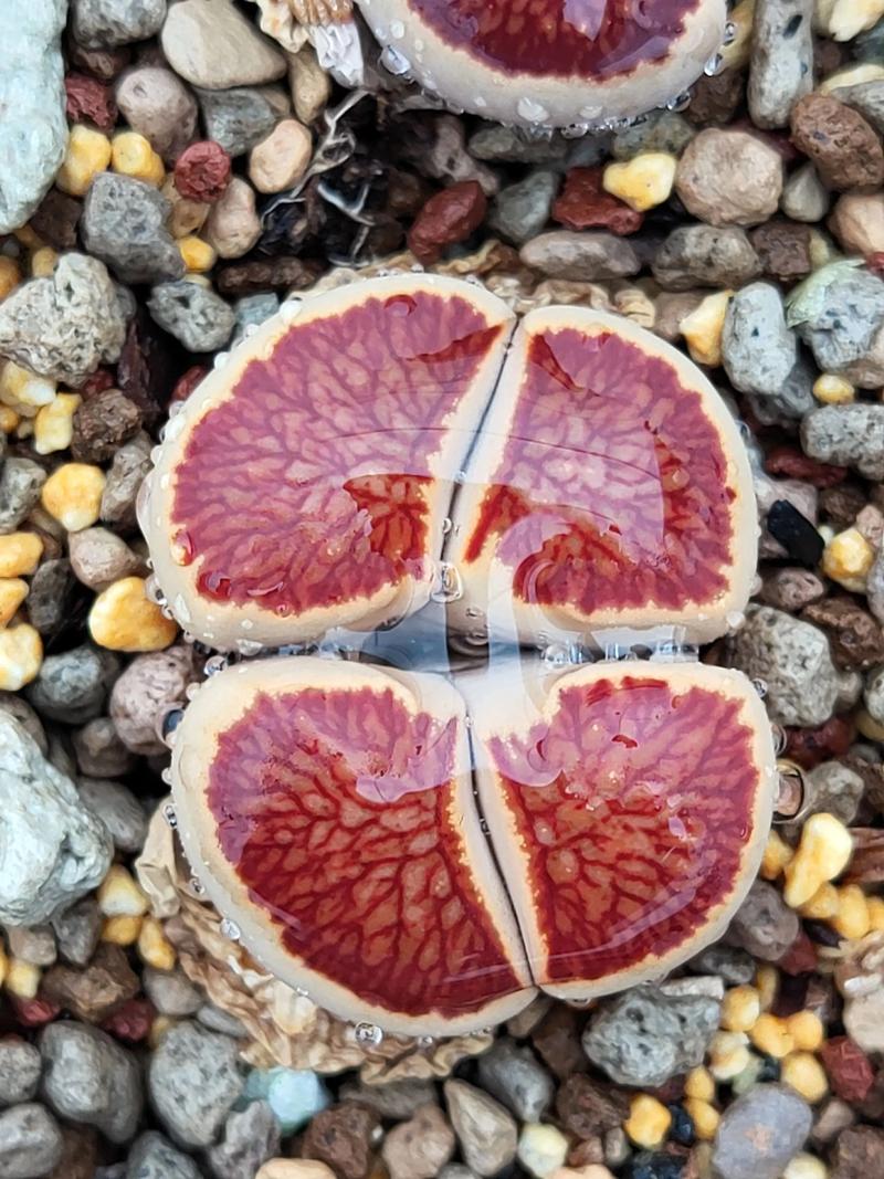 哪些生石花品种值得入手？-图1