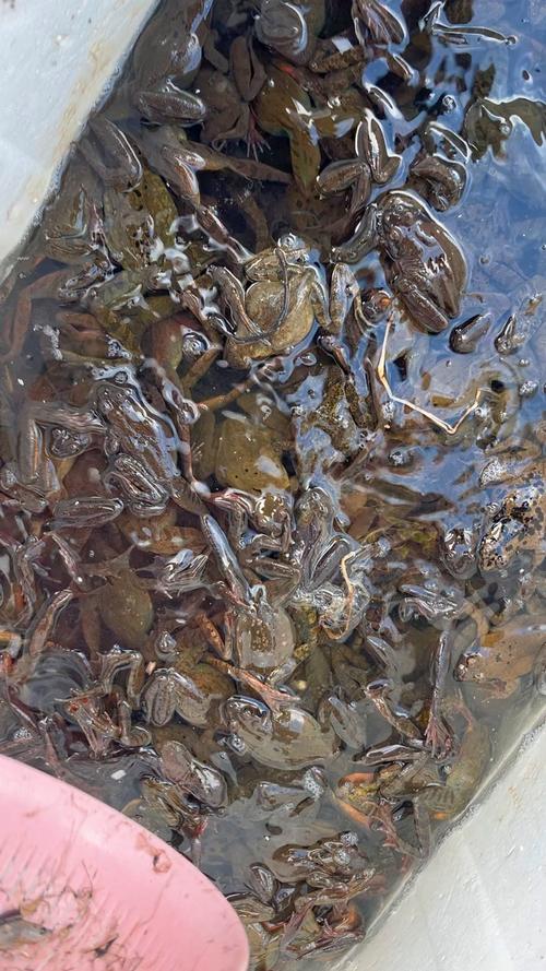 庭院林蛙养殖技术视频,如何高效养殖?-图1 庭院林蛙养殖技术视频,如何高效养殖?-图1