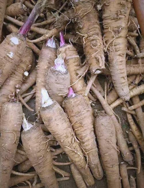 河北白芷栽培技术视频要点有哪些?-图2 河北白芷栽培技术视频要点有哪些?-图2