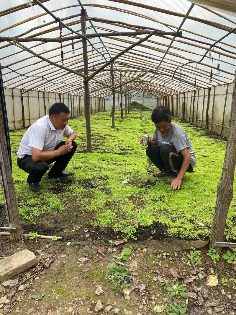 河北白芷栽培技术视频要点有哪些?-图3 河北白芷栽培技术视频要点有哪些?-图3