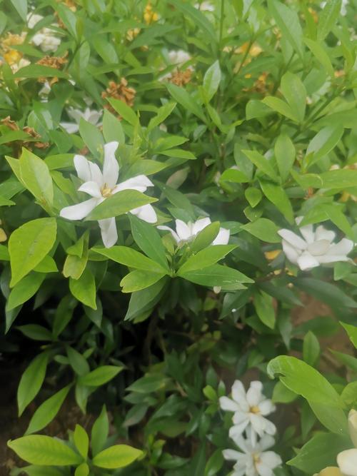 小栀子花品种是什么?-图1 小栀子花品种是什么?-图1