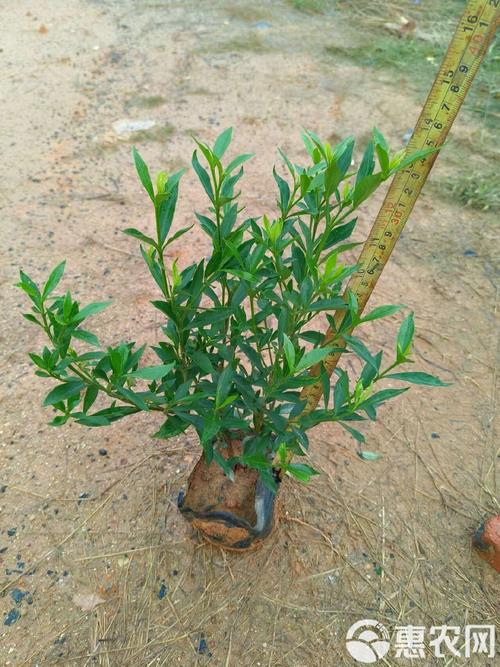 小栀子花品种是什么?-图2 小栀子花品种是什么?-图2