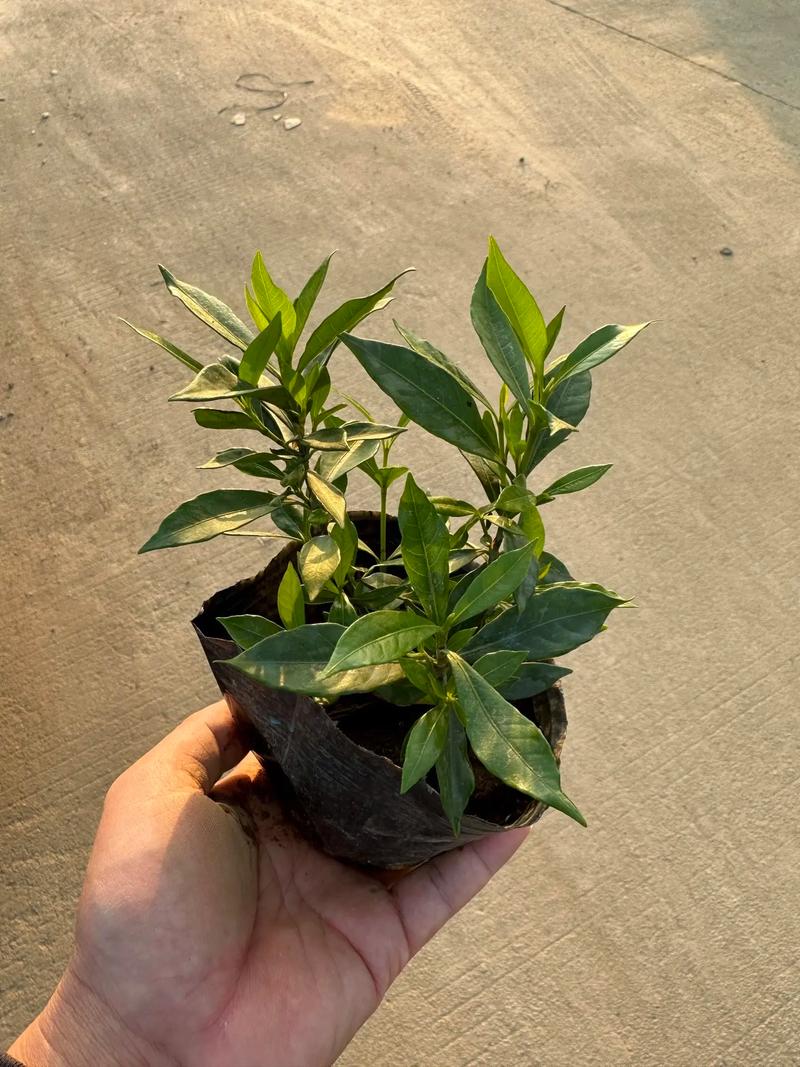 小栀子花品种是什么?-图3 小栀子花品种是什么?-图3