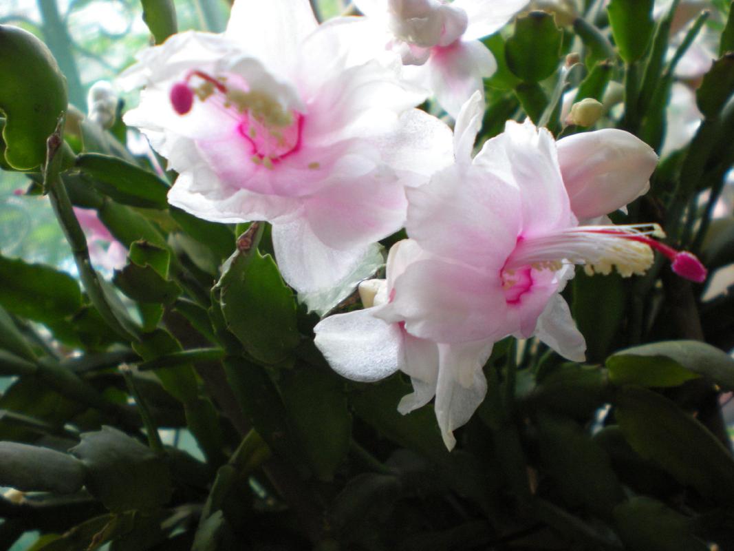 刺多的蟹爪兰是什么品种?-图2 刺多的蟹爪兰是什么品种?-图2