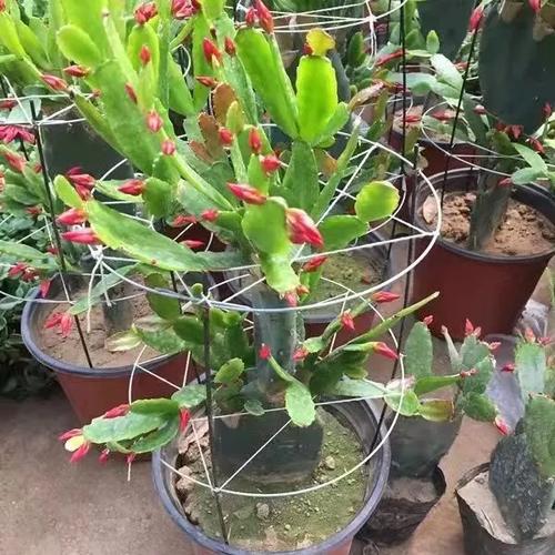 刺多的蟹爪兰是什么品种?-图3 刺多的蟹爪兰是什么品种?-图3