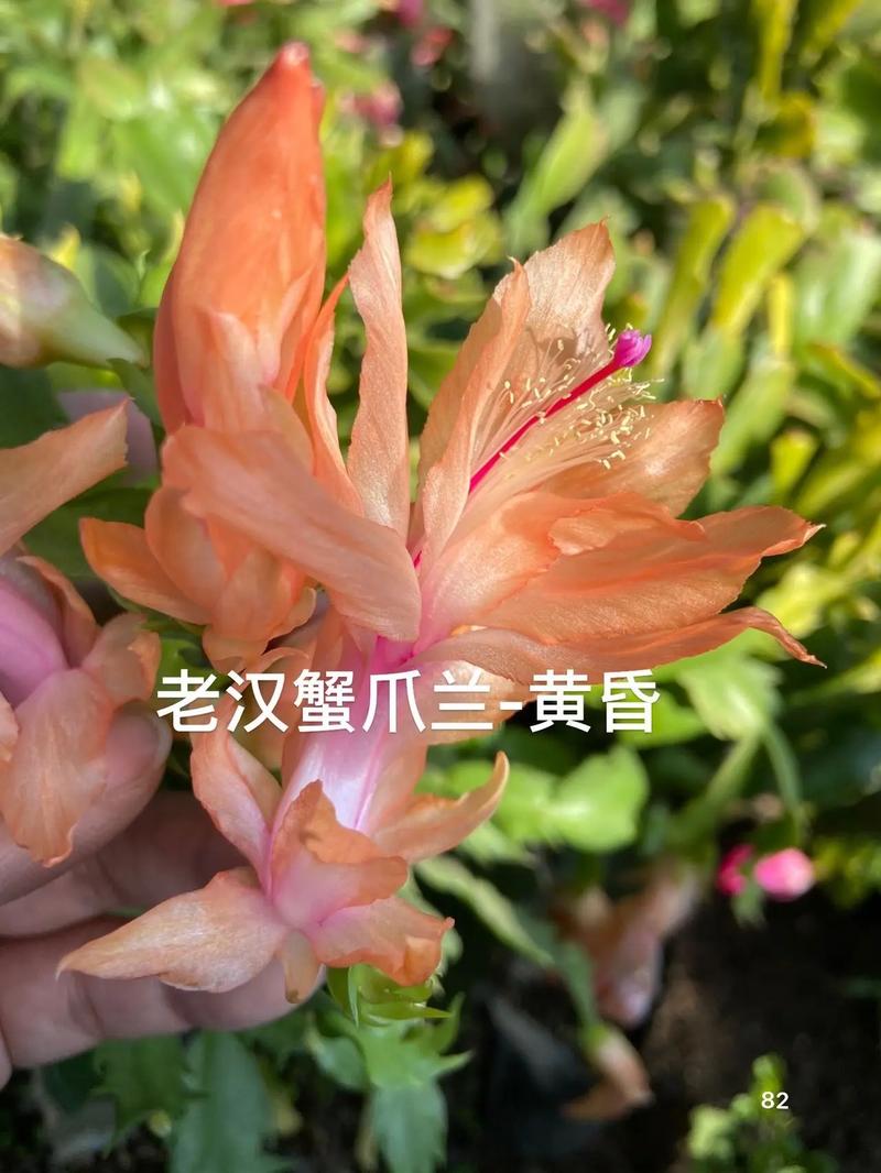 刺多的蟹爪兰是什么品种?-图1 刺多的蟹爪兰是什么品种?-图1