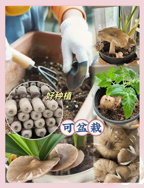 家庭蘑菇栽培视频，技术难点与避坑指南？-图2