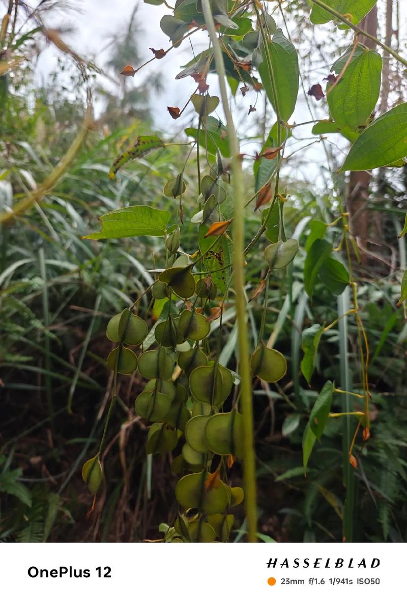 野生山药如何实现高产栽培？-图2