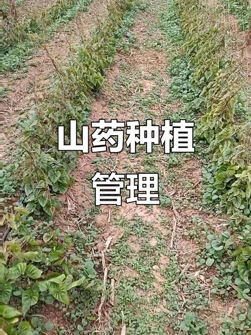 野生山药如何实现高产栽培?-图1 野生山药如何实现高产栽培?-图1