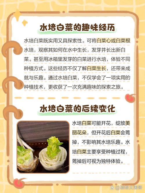 白菜种植技术如何？病虫害咋防治？-图3